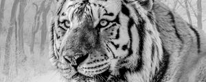 Preview wallpaper tiger, muzzle, predator, bw, wildlife, big cat