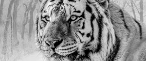 Preview wallpaper tiger, muzzle, predator, bw, wildlife, big cat
