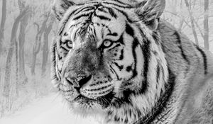 Preview wallpaper tiger, muzzle, predator, bw, wildlife, big cat