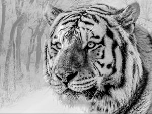 Preview wallpaper tiger, muzzle, predator, bw, wildlife, big cat