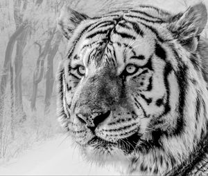 Preview wallpaper tiger, muzzle, predator, bw, wildlife, big cat