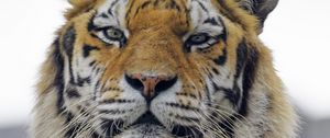 Preview wallpaper tiger, muzzle, predator, big cat, glance, fluffy