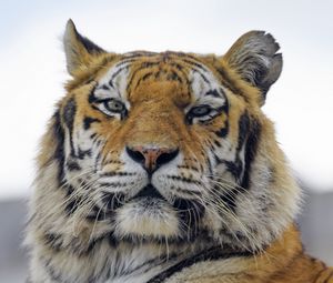 Preview wallpaper tiger, muzzle, predator, big cat, glance, fluffy