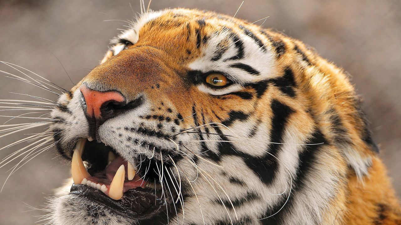 Wallpaper tiger, muzzle, predator