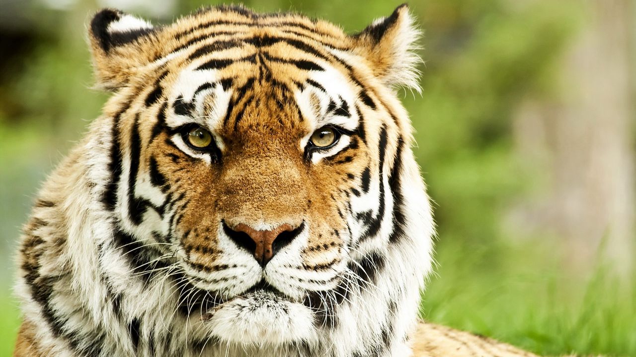 Wallpaper tiger, muzzle, predator, striped, eyes, big cat