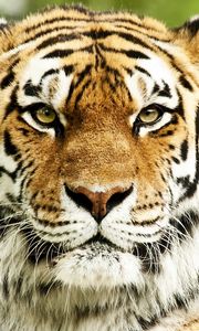 Preview wallpaper tiger, muzzle, predator, striped, eyes, big cat