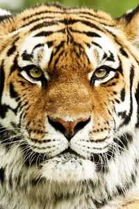 Preview wallpaper tiger, muzzle, predator, striped, eyes, big cat