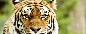 Preview wallpaper tiger, muzzle, predator, striped, eyes, big cat