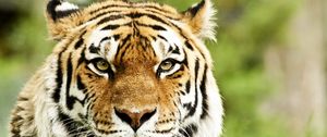 Preview wallpaper tiger, muzzle, predator, striped, eyes, big cat