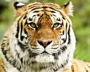 Preview wallpaper tiger, muzzle, predator, striped, eyes, big cat