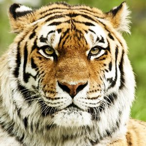 Preview wallpaper tiger, muzzle, predator, striped, eyes, big cat