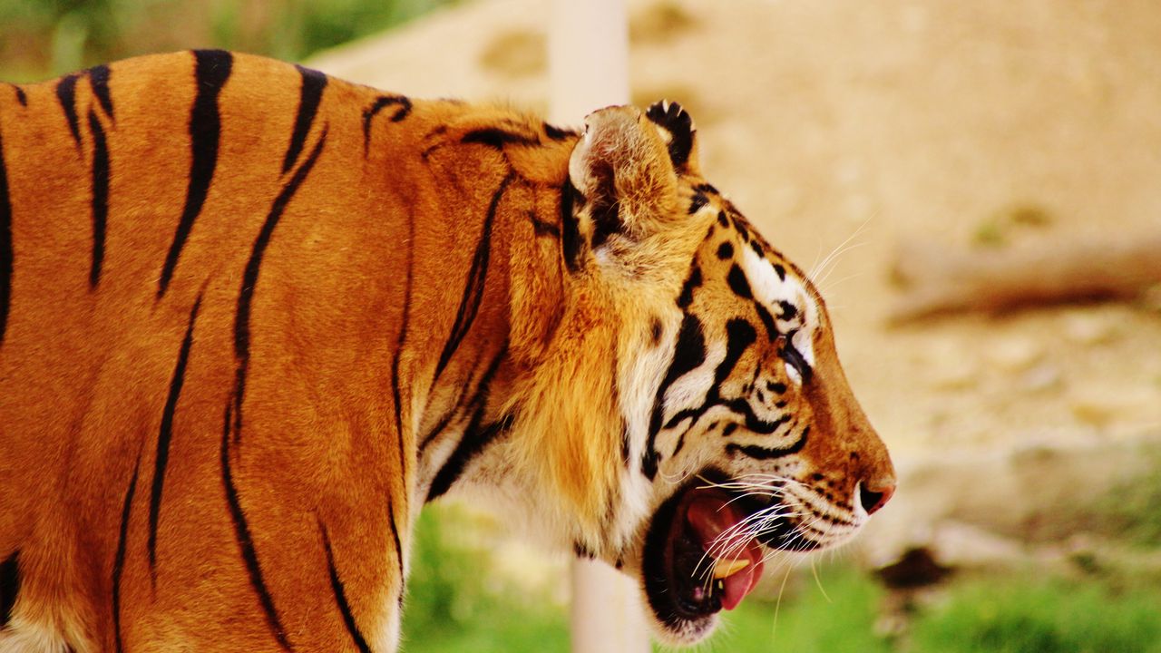 Wallpaper tiger, muzzle, profile, predator