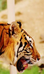 Preview wallpaper tiger, muzzle, profile, predator
