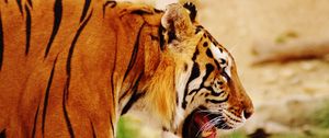 Preview wallpaper tiger, muzzle, profile, predator