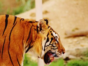 Preview wallpaper tiger, muzzle, profile, predator
