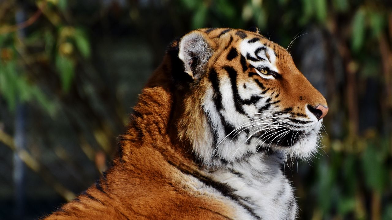 Wallpaper tiger, muzzle, profile, big cat
