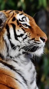 Preview wallpaper tiger, muzzle, profile, big cat