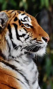 Preview wallpaper tiger, muzzle, profile, big cat