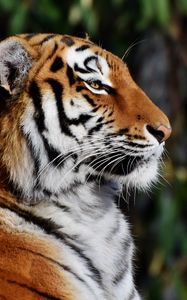 Preview wallpaper tiger, muzzle, profile, big cat
