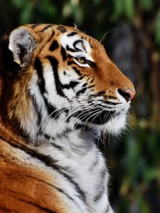 Preview wallpaper tiger, muzzle, profile, big cat