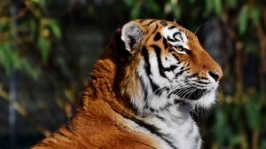 Preview wallpaper tiger, muzzle, profile, big cat