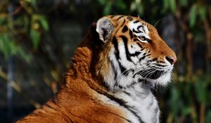 Preview wallpaper tiger, muzzle, profile, big cat