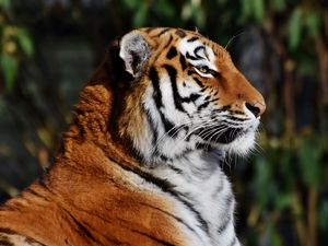 Preview wallpaper tiger, muzzle, profile, big cat