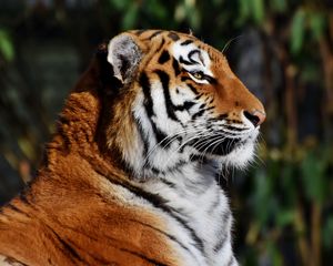 Preview wallpaper tiger, muzzle, profile, big cat
