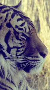 Preview wallpaper tiger, muzzle, profile, light