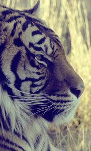 Preview wallpaper tiger, muzzle, profile, light