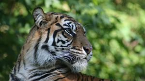 Preview wallpaper tiger, muzzle, profile, predator, big cat