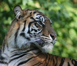 Preview wallpaper tiger, muzzle, profile, predator, big cat
