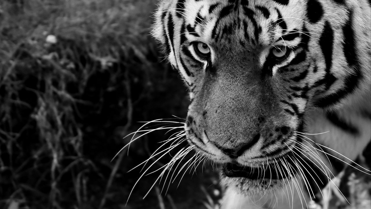 Wallpaper tiger, muzzle, sight, predator, bw