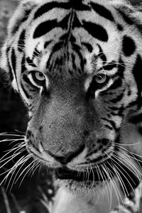 Preview wallpaper tiger, muzzle, sight, predator, bw