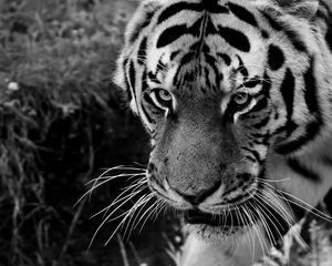 Preview wallpaper tiger, muzzle, sight, predator, bw