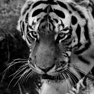 Preview wallpaper tiger, muzzle, sight, predator, bw