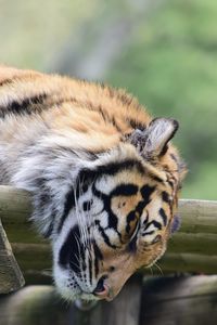 Preview wallpaper tiger, muzzle, sleep, predator