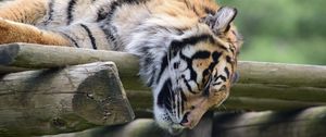 Preview wallpaper tiger, muzzle, sleep, predator