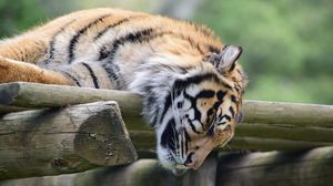 Preview wallpaper tiger, muzzle, sleep, predator