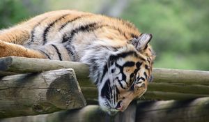 Preview wallpaper tiger, muzzle, sleep, predator