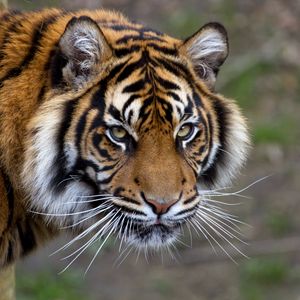 Preview wallpaper tiger, muzzle, striped, mustache