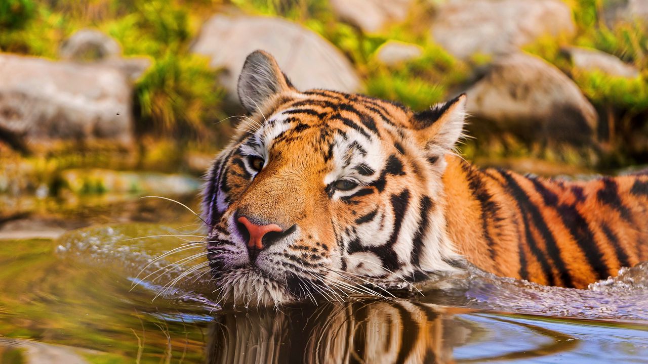 Wallpaper tiger, muzzle, swim, water