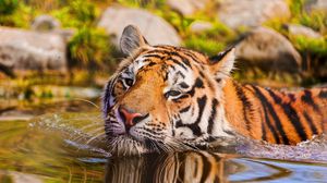 Preview wallpaper tiger, muzzle, swim, water