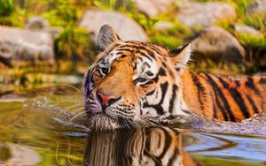Preview wallpaper tiger, muzzle, swim, water