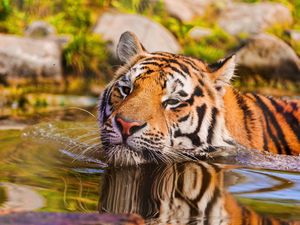 Preview wallpaper tiger, muzzle, swim, water