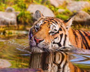 Preview wallpaper tiger, muzzle, swim, water
