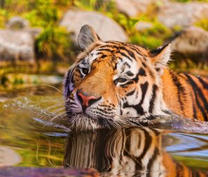 Preview wallpaper tiger, muzzle, swim, water