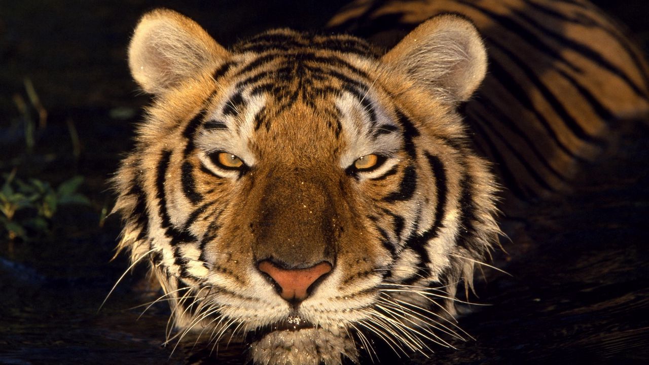 Wallpaper tiger, muzzle, water, shadow, stripes