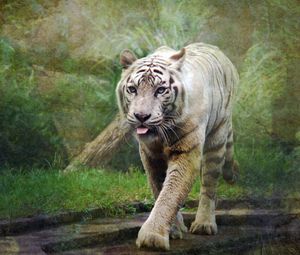 Preview wallpaper tiger, nature, background, style