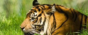 Preview wallpaper tiger, nose, predator, animal